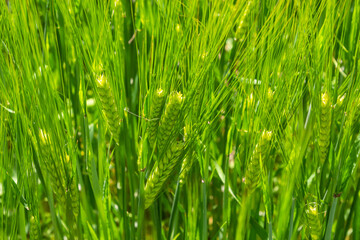 agricultural field where green rye grows, agriculture for obtaining grain crops, rye is young and green and still immature, close - up of the agricultural crop rye