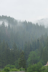 Morning valley with forest and fog. Mountains with fog above the trees. In the Carpathians. Mystical coniferous forest in the mountains