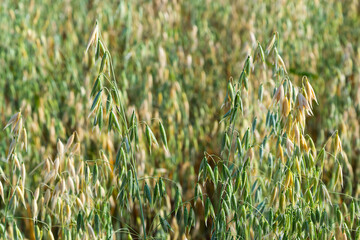 Avena sativa, Common oat, cereal grain grown for human consumption as oatmeal and rolled oat