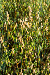 Avena sativa, Common oat, cereal grain grown for human consumption as oatmeal and rolled oat