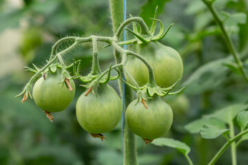 A bunch of green tomatoes on a bush. Tomatoes ripen in the garden. Bush with green tomatoes. Lots of tomatoes on the bush