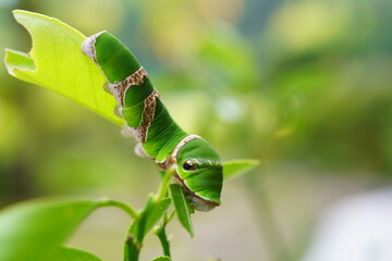 Obraz premium 蜜柑の木についたクロアゲハの終齢幼虫