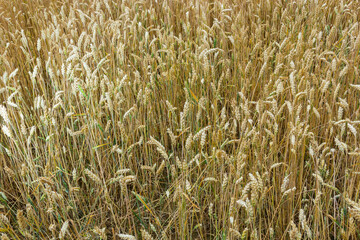 Grains on the field, redy for harvest, golden wheat in the sun. Fields full of cereals. Golden Ripe grain, Yellow, golden background. Landscape of fields full of grains