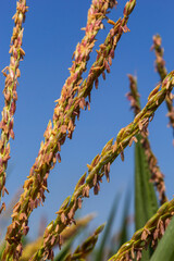 Corn or maize field in organic land agriculture