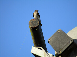 Photography of the Perched Bird on the Iron Pipe with Blue Sky Background. Fauna Photo Documentary. Location in Suriname, South America