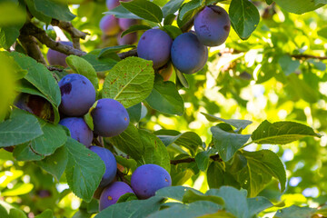 On a branch of a tree are mature plums of blue color