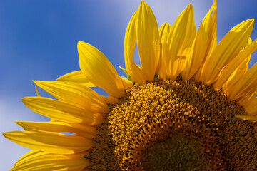 Naklejka premium Close-up yellow sunflower in full bloom on sunny summer, yellow sunflower, and fields blurred in the background. Focus on the petal