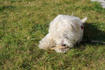Naklejka na ściany i meble A young 4 month old Maltese Dog lying in green grass