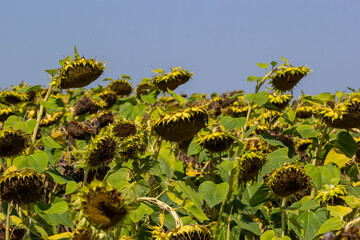 Sunflower heads drooping full of seeds to be harvest at the end of the growing season on a farm field in autumn