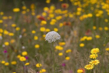 Wildflower meadow 