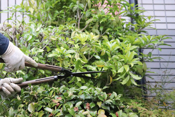 庭師による植木剪定