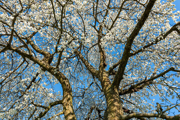 Das Geäst eines blühenden Kirschbaums im Frühling mit weißen Blüten vor blauem, wolkenlosem Himmel