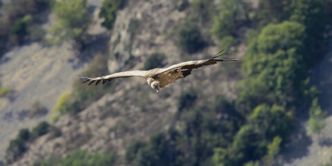 Griffon Vulture in the Gorge of Verdon, France
