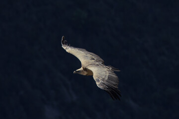 Griffon Vulture in the Gorge of Verdon, France