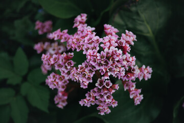 Bergenia, known also as Bergenia cordifolia or badan. Pink flowers close up, soft selective focus