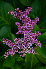 Bergenia, known also as Bergenia cordifolia or badan. Pink flowers close up, soft selective focus