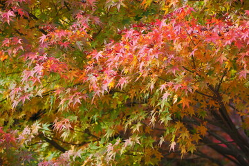 紅葉のグラデーション