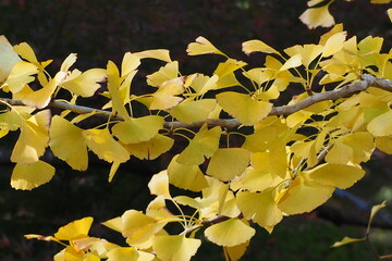 金色のイチョウ