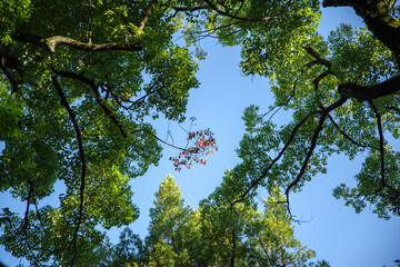 氷川神社の境内から空を仰ぐ