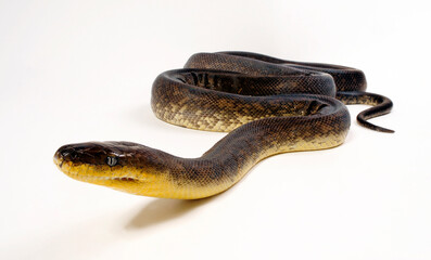 Timor-Wasserpython, Macklots Python // Macklot's python, Freckled python (Liasis mackloti)