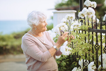 Elderly woman admiring beautiful bushes with white roses. Senior lady on a walk in the city...