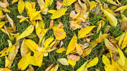 yellow autumn leaves