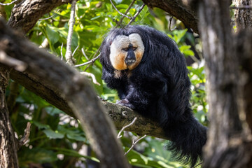 White-faced saki, pithecia pithecia. This is an adult male and is indigenous to the Amazon rainforest and South America.