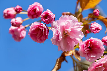 Beautiful pink cherry blossom closeup. Spring floral background with blue sky background. Space for text