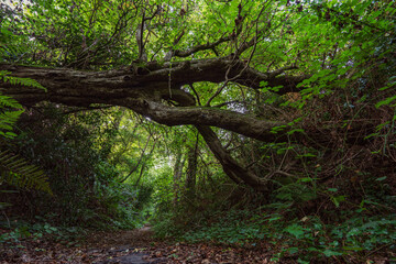 Color image of a path in a dense forest and a fallen tree