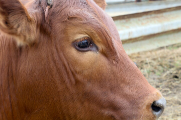 Bonsmara Cattle Stud auction: George South Africa - calf portrait of head