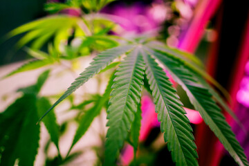 Cannabis plant leaves on dark color background