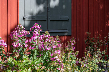 Fototapeta na wymiar Flowers still blooming in late September against a rustic wall in Norrköping, Sweden