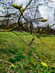 apple tree in spring