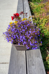 Beautiful mountain flowers in a pot on a wooden bench in a recreation center