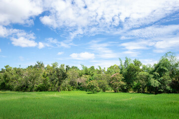 View of rice fields, forests and sky. Agriculture in Thailand and copy space