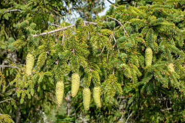 Pine cones on conifers in mountain nature