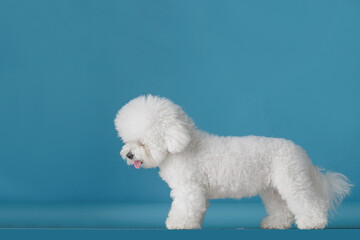 cute dog bichon frise on a flat blue background, bichon frise close-up