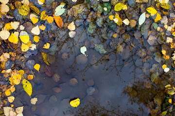 Fallen yellow autumn leaves, traces of rain drops and reflection of trees in a puddle in the city of Voronezh, Russia
