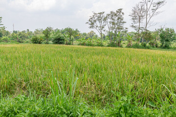 Rice fields planted with rice that are quite old with yellowing leaves