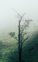 tree on the lake