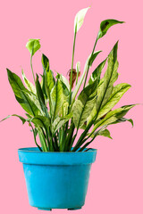 Lush Chinese evergreen ornamental plant with a combination of white and green leaves in a blue pot