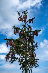 Pine cones on conifers in mountain nature