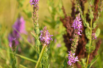 Closeup of purple loosestrife flowers with blurred plants on background