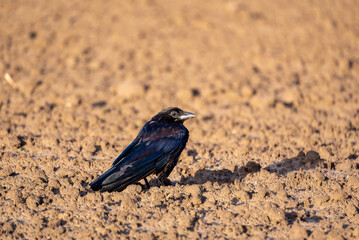 A raven in a field in the sunny morning light