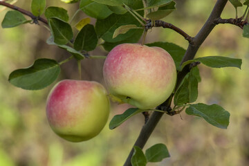 Two yellow ripe apples with pink ruddy sides hang on a branch in the garden