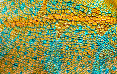 Beautiful multicolored bright chameleon skin, reptile skin pattern texture multicolored close-up as...