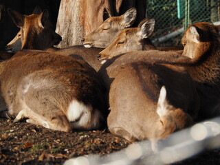 鹿の群れ・奈良公園