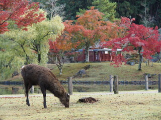 雄鹿・奈良公園
