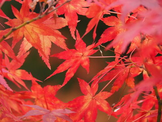 紅葉・楓