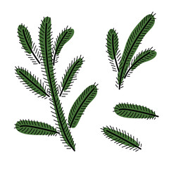 Winter doodle. Christmas tree branches. Hand Drawn Freehand linear sketch isolated element. Winter Symbols. Sketch Vector illustration. Black green Seasonal Design elements on white background